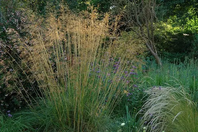 <p>Stipa gigantea</p><p class="has-focus"></p><p class="has-focus">robust, tufted evergreen grass to 2m, with arching linear green leaves. Large panicles of oat-like, airy purplish flowers, maturing to gold, appear in summer and autumn</p>