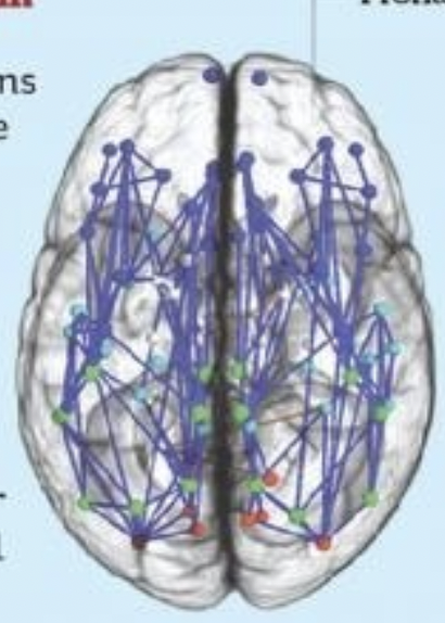 <p>Male brains </p>