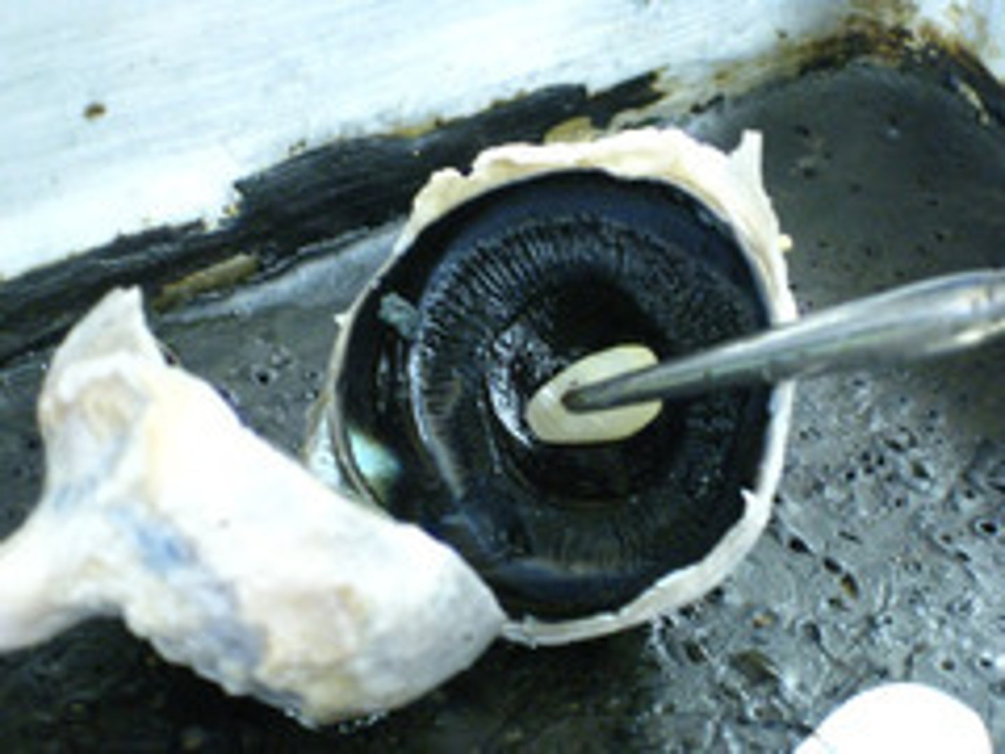<p>light opening that</p>