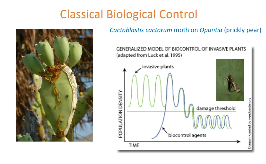 <p>trophic cascade- overhunting of sea otters:</p><ul><li><p>= increase in sea urchins</p></li><li><p>= decrease in kelp</p></li><li><p>= decrease in all marine organisms dependent on kelp</p></li></ul><p></p><p>classical biological control- cactoblastis cactorum moth on opuntia (prickly pear):</p><ul><li><p>the invasive prickly pear population was surviving above a damage threshold in australia</p></li><li><p>the moth was introduced as a biocontrol agent, which brought down the prickly pear population</p></li></ul><p></p><p>human impacts: lago guri reservoir, venezuala:</p><ul><li><p>the area was flooded for a hydroelectric dam </p></li><li><p>this produced many small islands, which couldn’t support populations of large predators</p></li><li><p>this released their prey from density dependence patterns, so their populations increased massively eg. rodents, howler monkeys, iguanas, leaf cutter ants</p></li><li><p>this had a severe trophic cascade effect because there was no top-down regulation by predators</p></li></ul><p></p>