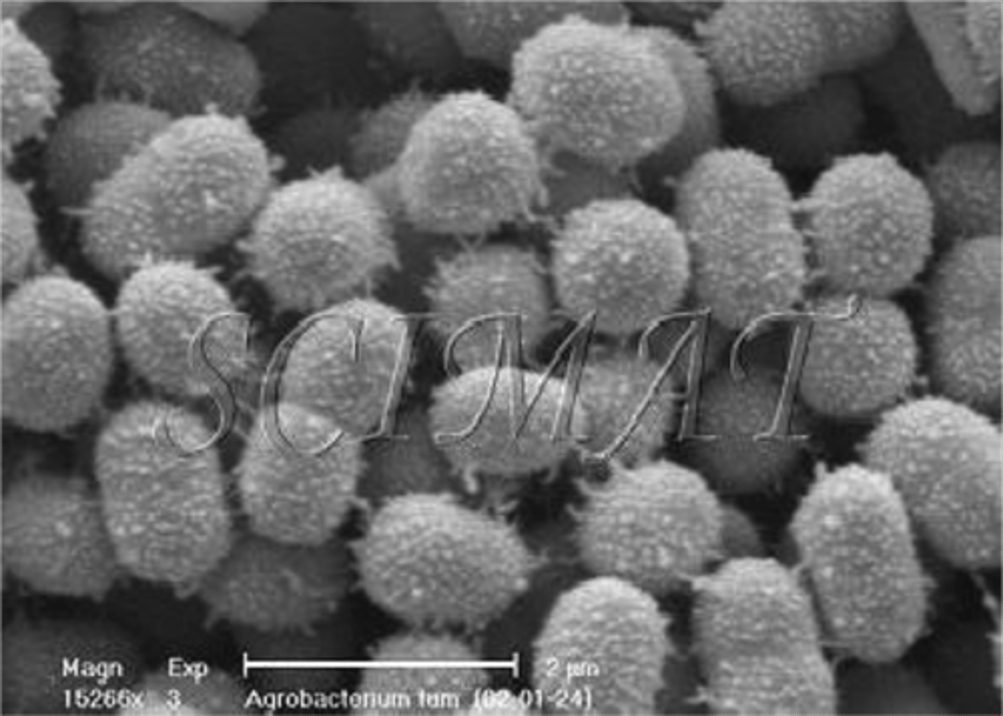 <p>A bacterium used to introduce genes into a plant cell in order to produce genetically modified plants.</p>