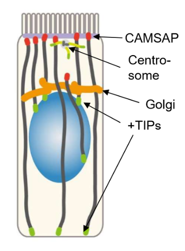 <ul><li><p>Centrosomes and CAMSAP are concentrated on the apical surface</p><ul><li><p>Microtubules will then be cut off from centrosomes by <strong>katanin </strong>proteins, and then will be stabilized by CAMSAP</p></li><li><p>CAMSAP and anchor proteins also stabilize and anchor these ends to the apical surface</p></li></ul></li><li><p>+TIPs are focused on the basal surface and the nucleus.</p><ul><li><p>These are used to push up, recruit, and elongate microtubules towards the basal surface.</p></li></ul></li><li><p>Golgi is by the nucleus</p></li></ul><p></p>
