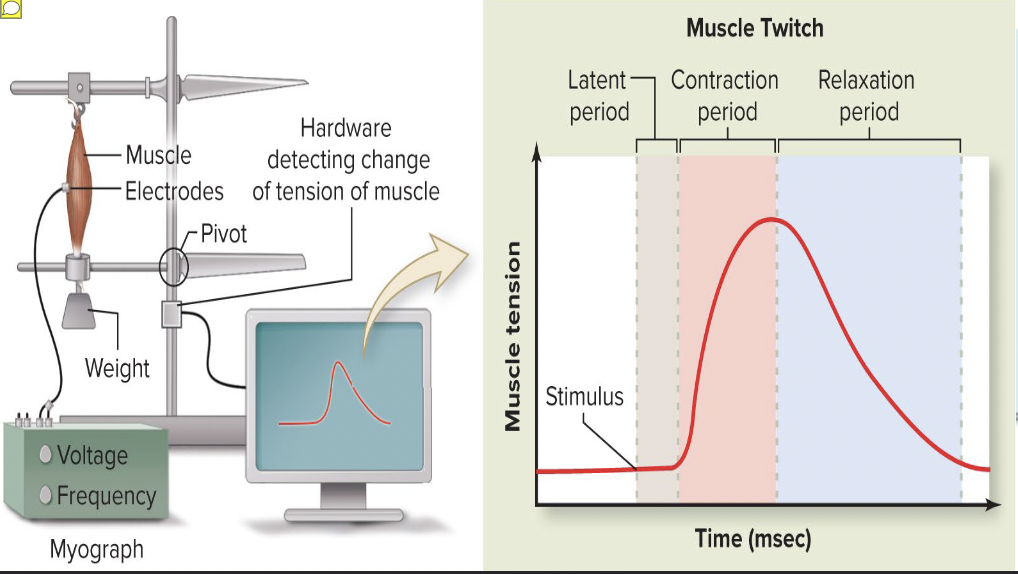 <p><span>Differences in strength and duration of twitches are due</span></p>