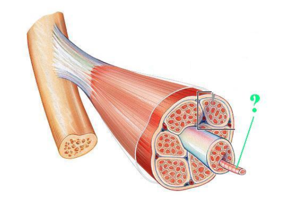 <p>Identify the indicated structure.<br>(very middle thing in muscle)</p>