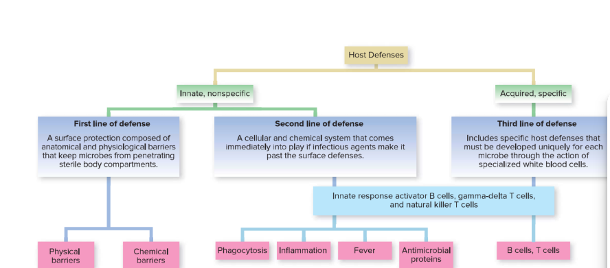 <ol start="2"><li><p>Innate and Acquired</p></li></ol>