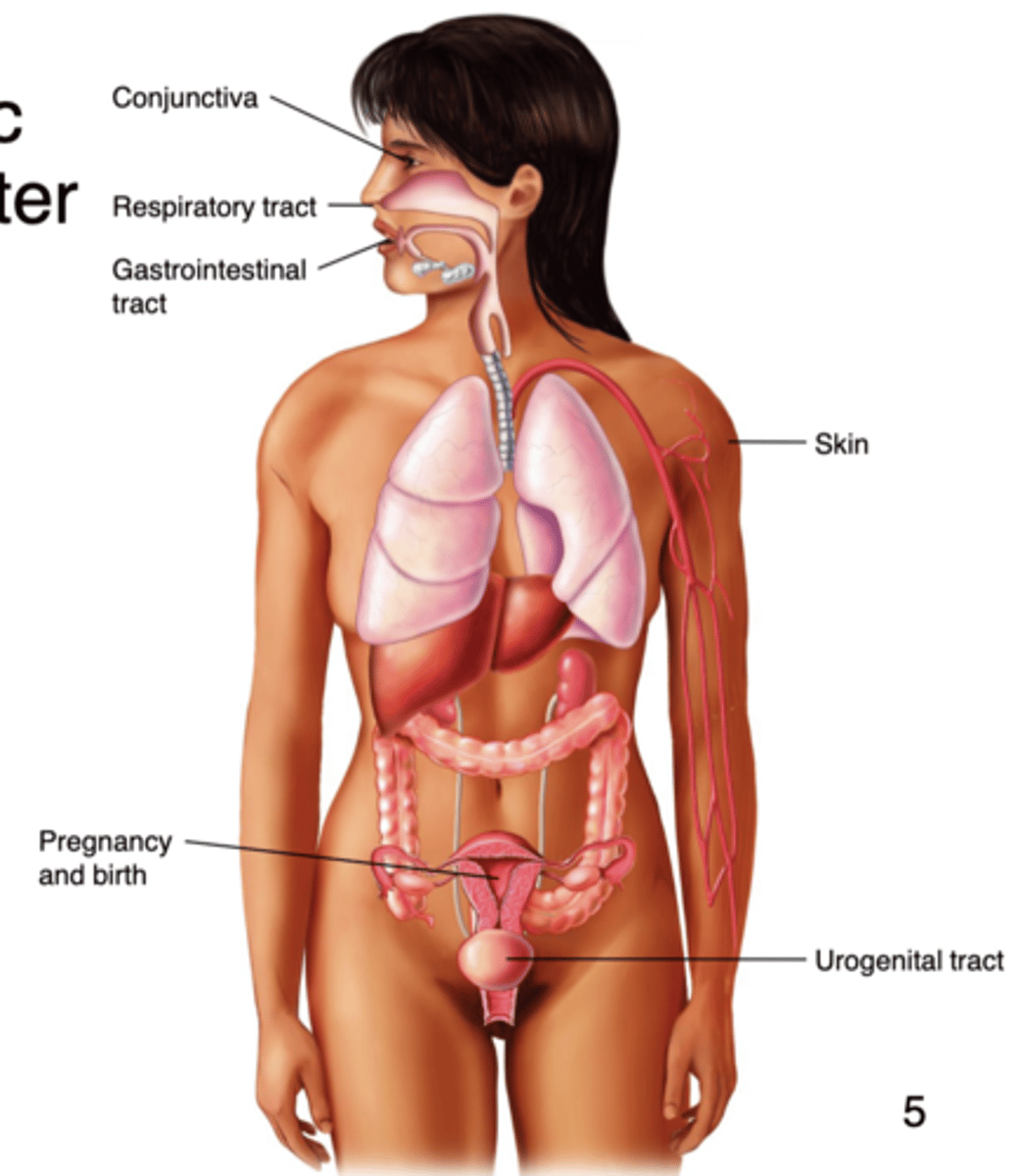 <p>characteristic route a microbe follows to enter the tissues of the body</p>