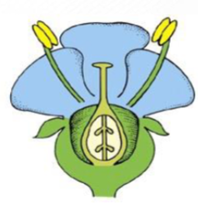 <p>ovary and other parts are the<strong> same level</strong></p>