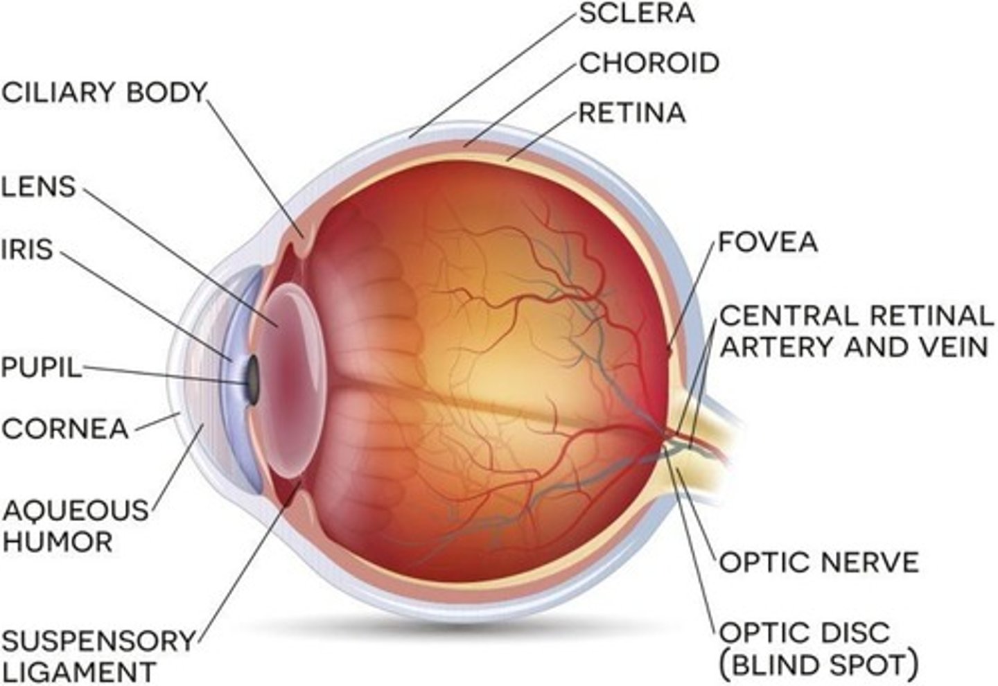 <p>Suspensory ligaments that attach the lens to the ciliary body and determine its degree of accommodation.</p>