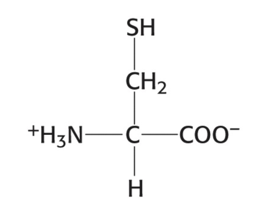 <p>Which amino acid is this</p>