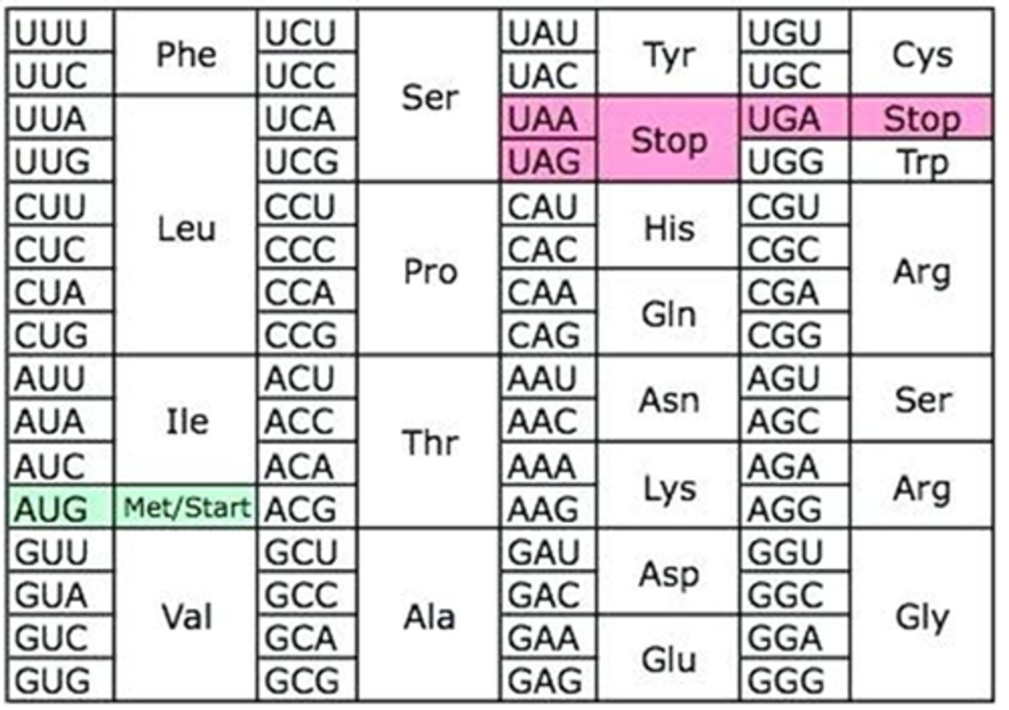 <p>Question options:</p><p>The first amino acid is ASP</p><p>Ignore all nucleotides from 5' until AUG</p><p>First amino acid is Met</p><p>Second amino acid is Pro</p><p>Third amino acid is Pro</p><p>Third amino acid is Cys</p><p>UAG is stop codon</p>