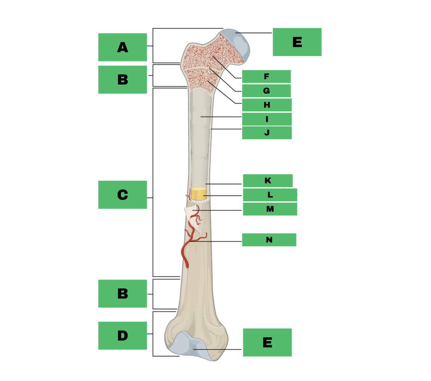 <p>Label H (What is inside the spongy bone?)</p>