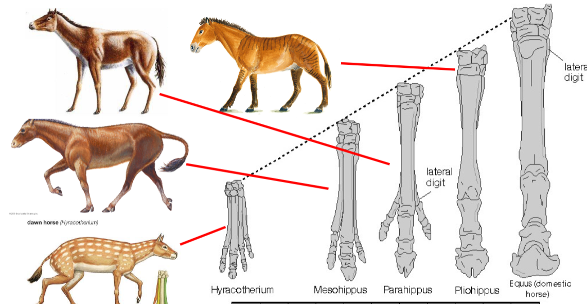 <ul><li><p>started with shorter limbs and more digits, but over time developed elongated limbs </p></li><li><p>Overtime grew larger and diversity declined</p></li><li><p>Increased endurance and running over time</p></li></ul><p></p>