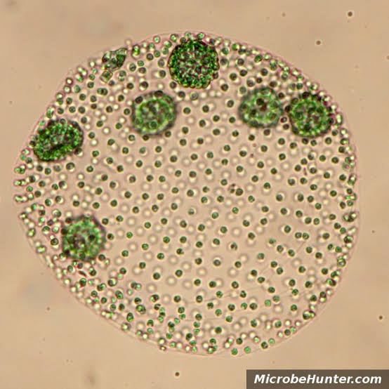 <p>Volvox, Yes able to undergo photosynthesis</p>
