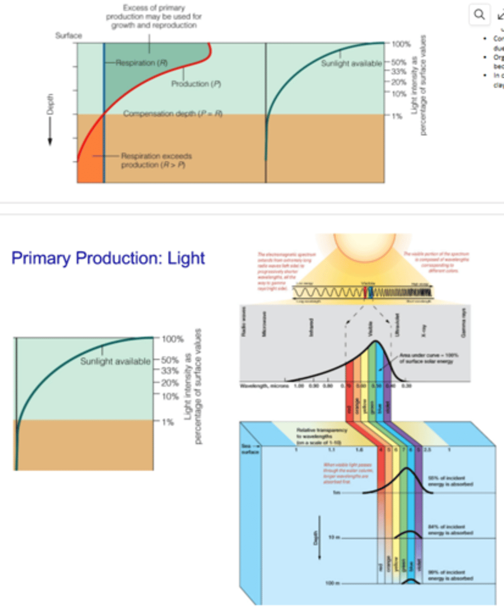 <p>- Light is required for photosynthesis</p><p>- The higher the latitude, the more light is reflected</p><p>- Some light is also scattered at the air-sea interface</p><p>- In the clearest ocean water, light is absorbed by the water and only reaches a maximum of ~1000 meter depth </p><p>- < 1% of light reaches below ~100 m depth, so most photosynthesis happens within 100 m</p><p>- Photosynthesis only occurs in the euphotic zone, which extends from the surface to the compenseation depth for photosynthesis</p><p>- Compensation depth for phootysnthesis is the depth where there is enough light for photosynthesis to equal respiration (zero net primary production)</p><p>- In coastal waters, compensation depth shifts upwards because you have more particles (like clay and other inorganic matter) in</p><p>the water that reflect, scatter, and absorb light</p><p>- Light from the sun is compsoed of a bunch of different wavelengths that have different amounts of energy, and as the wavelengths enter the ocean, they are absorbed differently at different depths</p><p>- Most of the incoming light is abosrbd within the first few meters of water, and the vast majority of light is abosrbed by 10 m</p><p>- Blue and violet light can travel deeper into the ocean than other light colors, which why the ocean looks blue</p>