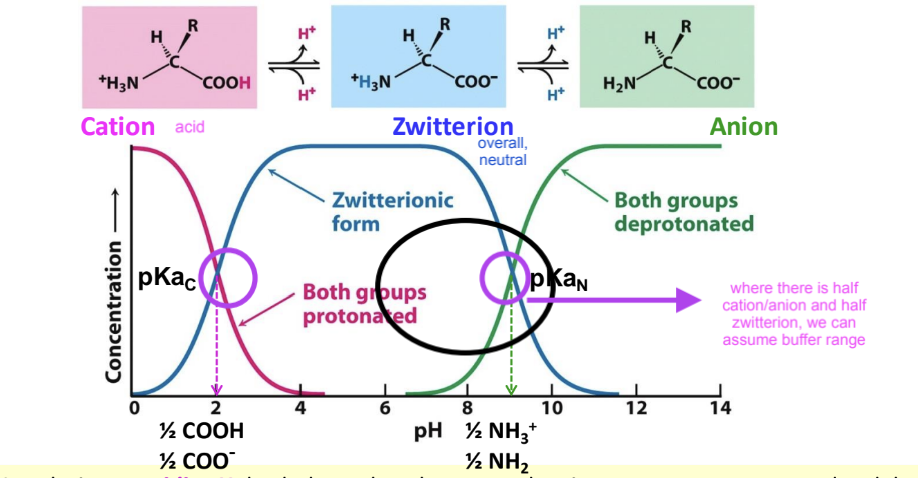 <p>This varies with pH. </p><p>✦ @ acidic pH, C and N groups are protonated → AA is a <span style="color: #e72fb8">cation</span></p><p>✦ @ ∼ physiological pH, Carboxyl group is deprotonated but Amino group isn’t → dipolar form called <span style="color: #4457c5">zwitterion </span><span style="color: #76767a">(an act as acid or base)</span></p><p>✦ @ alkaline pH, both C and N groups are deprotonated → AA is an <span style="color: #37ad37">anion</span></p>