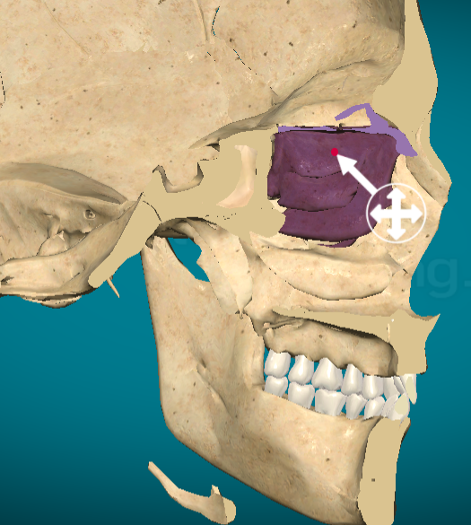 <p>Superior nasal concha</p>