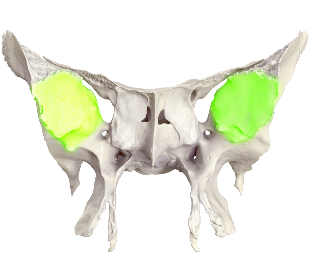 <p>szemüregi felszín</p>