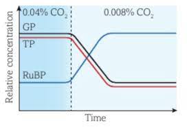 <p>1. RuBP cannot accept CO₂, and accumulates.</p><p></p><p>2. Conversion of RuBP to GP is slow</p><p></p><p>3. Levels of RuBP rise</p><p></p><p>3. Levels of GP and TP will fall </p>