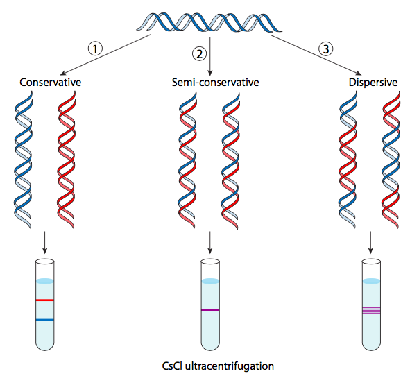 <p><span style="background-color: transparent; font-family: "Times New Roman", serif;"><span>&nbsp;2 parental DNA strands are a template for new DNA to be synthesized (1 parental strand and one daughter strand tg)&nbsp;</span></span></p>
