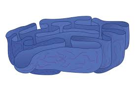 <ol><li><p>Produces proteins for secretion</p><p>a. helps proteins fold properly</p><p>b. initial protein modifications including adding carbohydrate chains and removing some excess amino acids</p></li><li><p>Produces membrane proteins + phospholipids</p></li><li><p>Produces enzymes for lysosomes</p></li></ol><p></p>