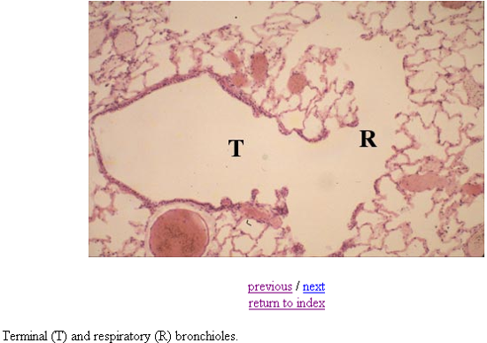 <p><strong>Bronchioles</strong></p><p><em>Terminal bronchioles has continuous thick epithelium, respiratory has alternating thick, thin, thick epithelium.</em></p>
