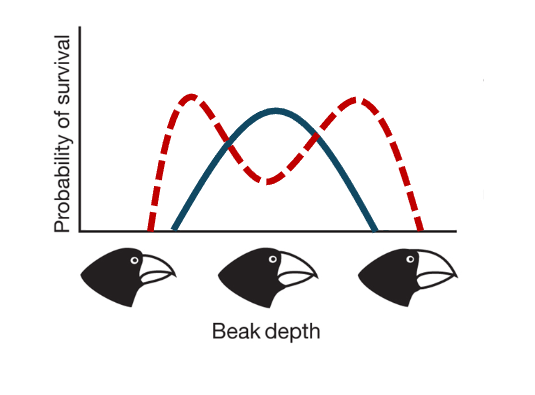 <p>When the intermediate phenotype is associated with lower fitness so it is no longer present</p>