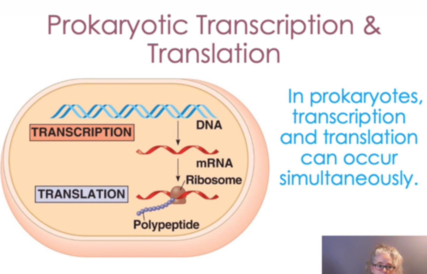 <p>transcription and translation occurs simultaneously</p>
