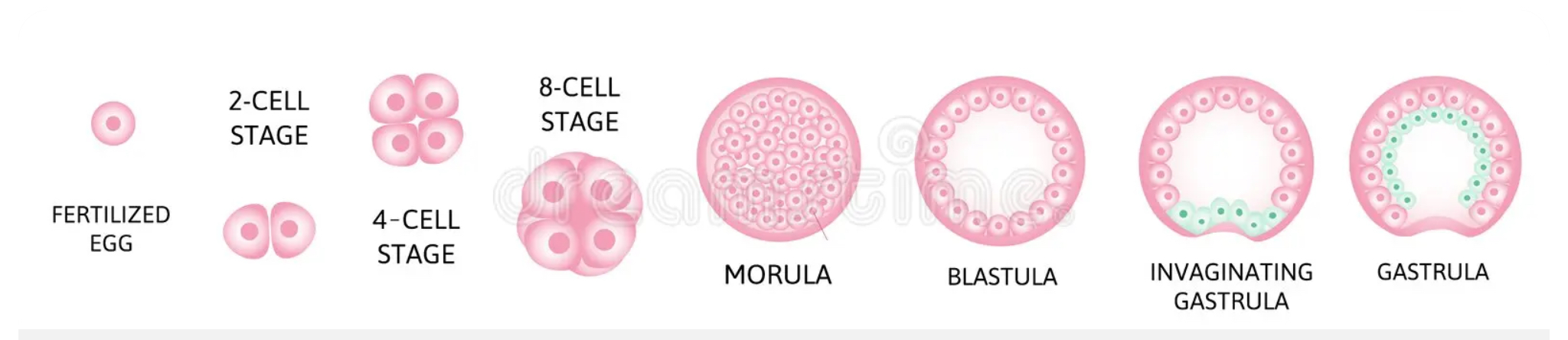 <p>Fertilization</p><p>Morula</p><p>Blastula</p><p>Gastrulation</p><p>Neurulation</p><p>(Five monkey babies get newshoes)</p>