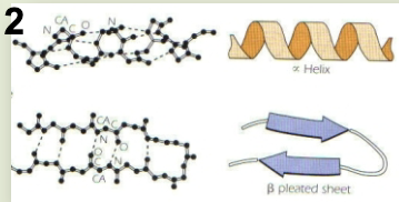 <p>secondary structure</p>