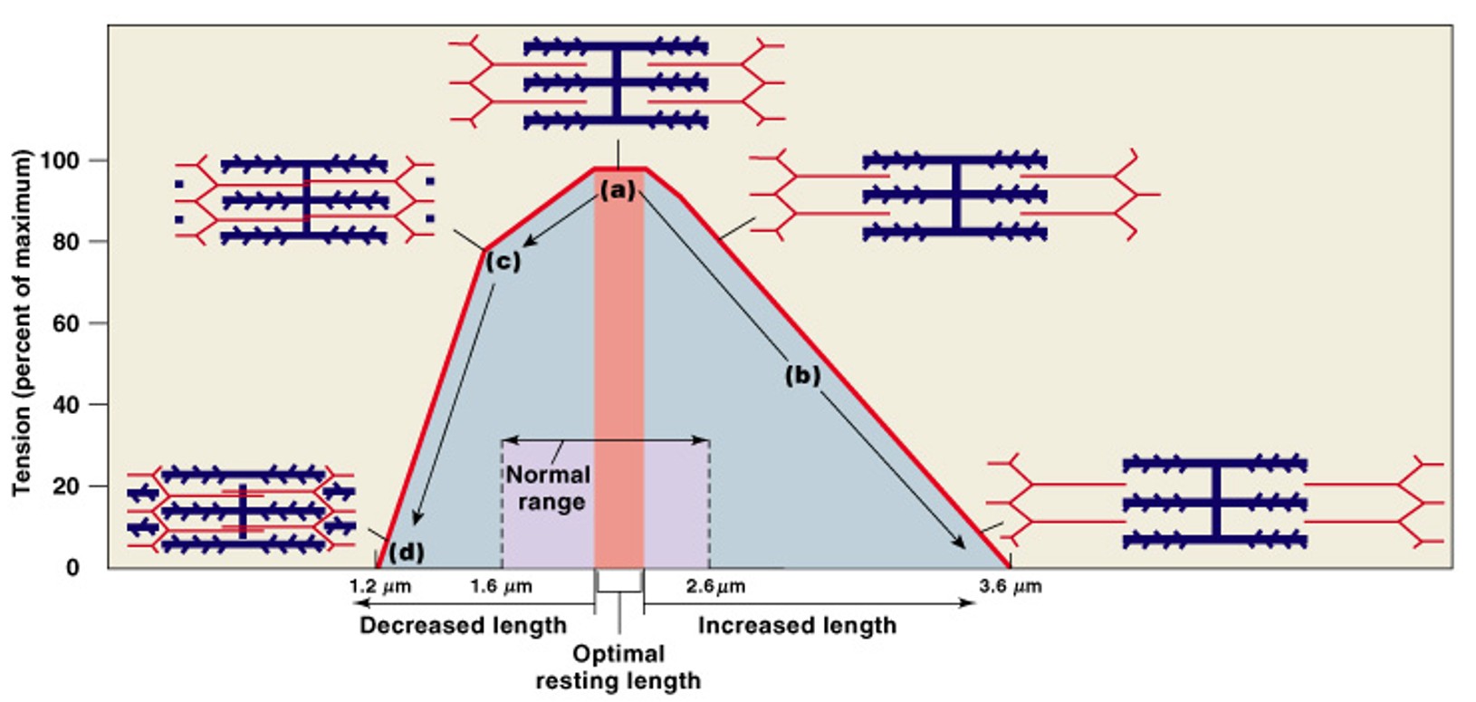 <p>Which phase of twitch is:</p><ul><li><p>The action potential moves through sarcolemma causing Ca<sup>2+</sup>&nbsp;release</p></li></ul><p></p>