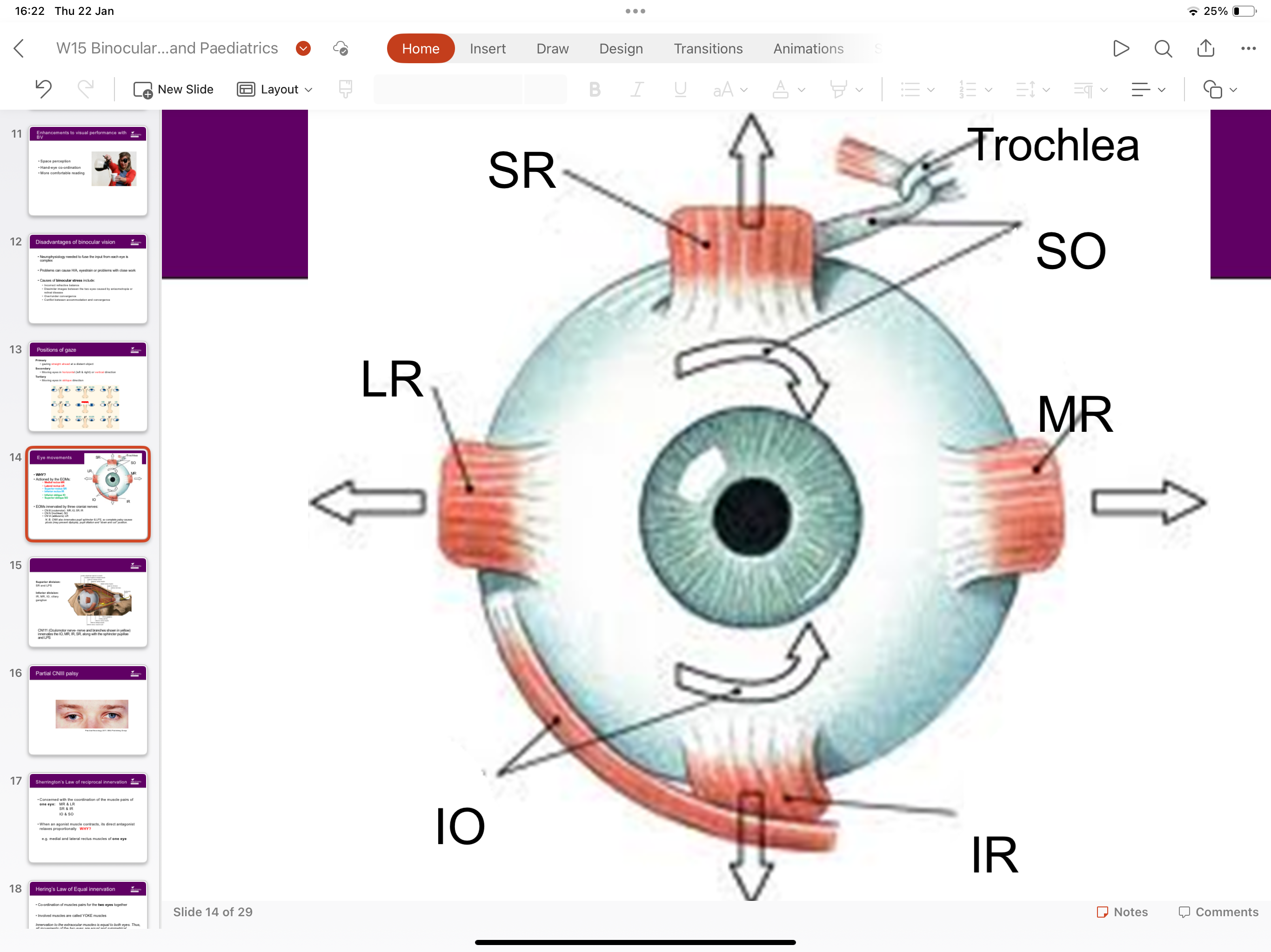 <ul><li><p>Medial rectus - Lateral rectus</p></li><li><p>Superior rectus - Inferior rectus</p></li><li><p>Inferior oblique - Superior oblique</p></li></ul><p></p>