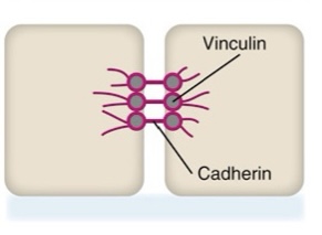 <p>What type of junctional complex is this?</p>