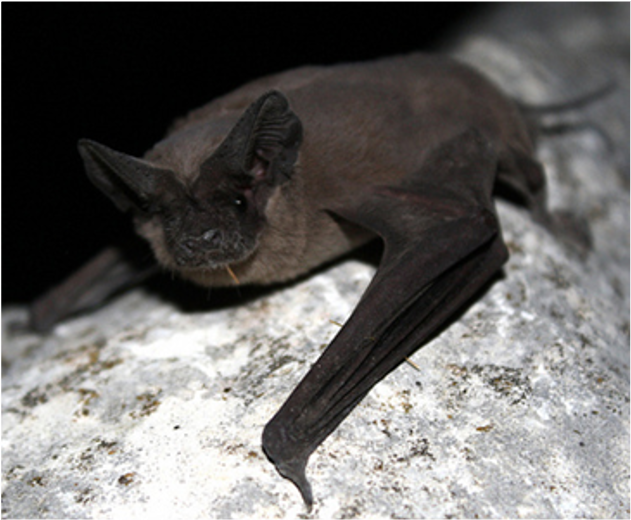 <p>Which animal is this?</p>