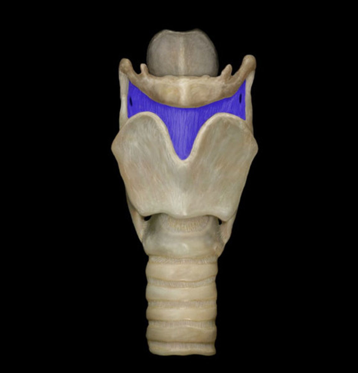 <p>A membrane that connects the thyroid cartilage to the hyoid bone.</p>