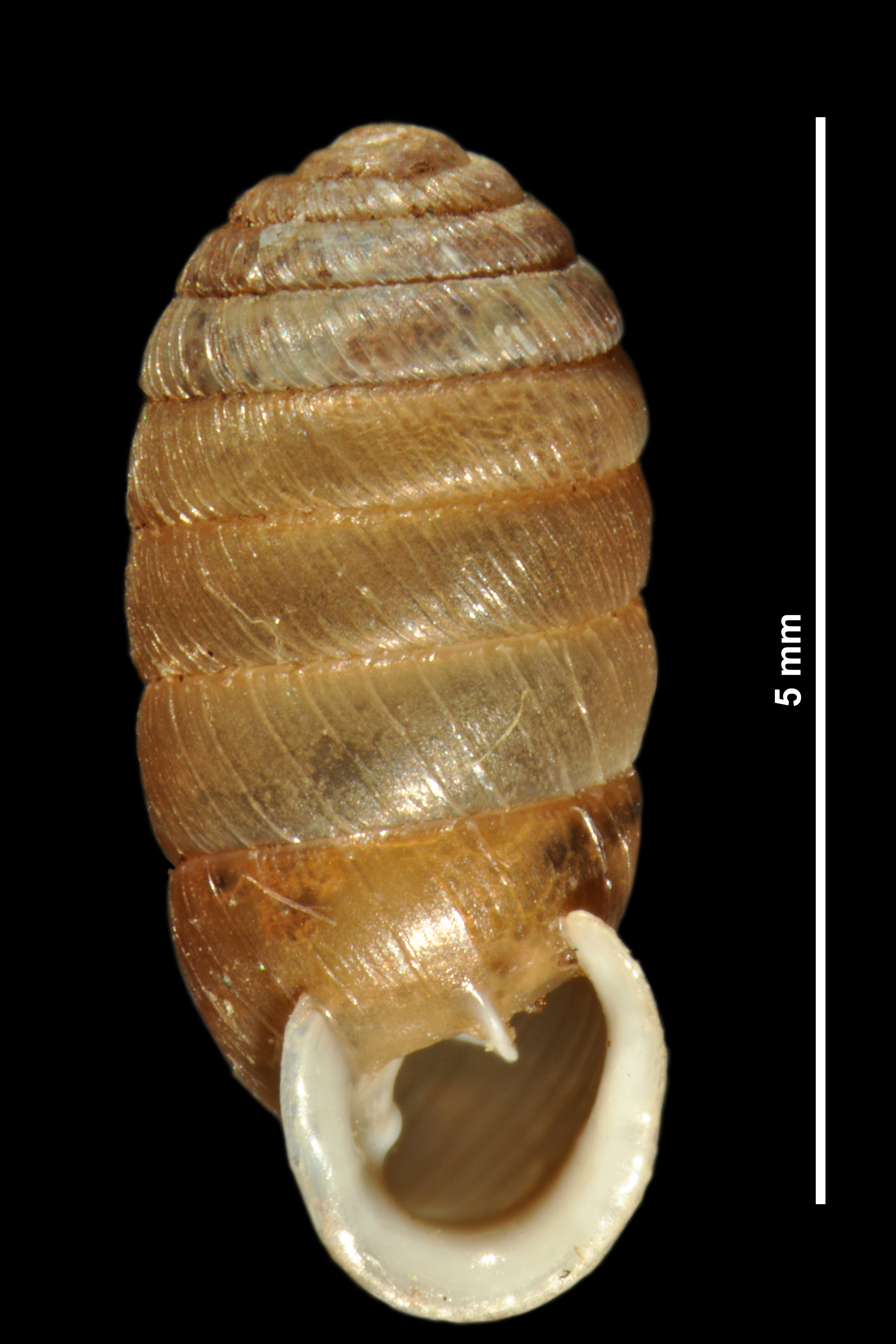 <p>Doliolum</p>