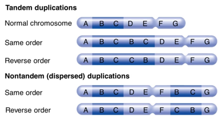 <p>repeats of a chromosomal region that lie adjacent to each other, either in the same order or in reverse order</p>