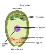 <ul><li><p>meiosis in megasporocyte→ 4 megaspores (1 large)</p></li><li><p>1 megaspore survives produces 8 nuclei and 7 cells via mitosis</p></li><li><p>3 cells at each end of embryo sac: antipodal cells, synergids and egg</p></li><li><p>central cell contains polar nuclei ( cell with 2 nuclei)</p></li></ul><p></p>