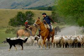 <p class="ds-markdown-paragraph">A person who tends, herds, or manages livestock (e.g., sheep, cattle).</p><p></p>
