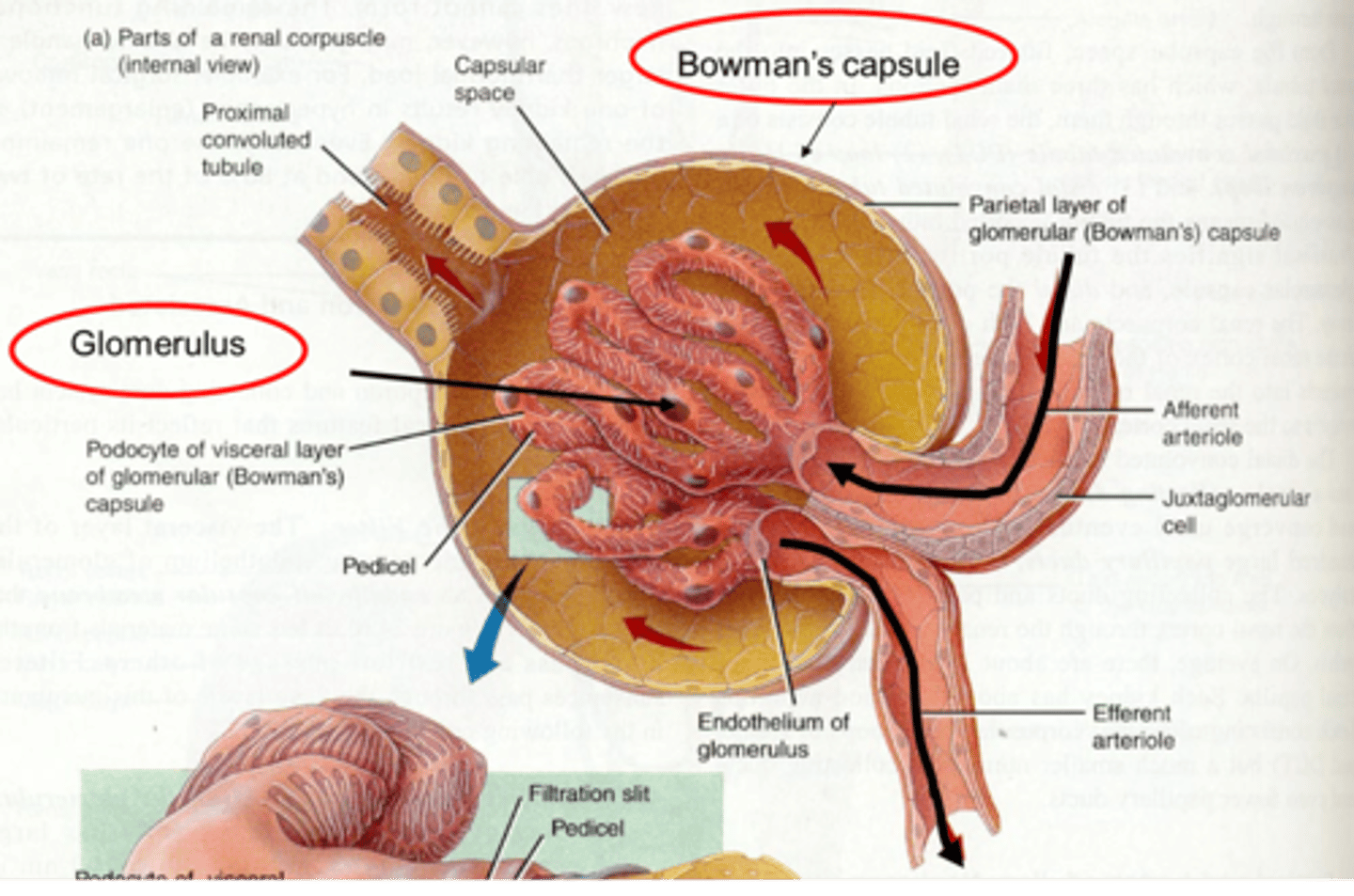 <p>Enclosing structure surrounding each glomerulus</p>