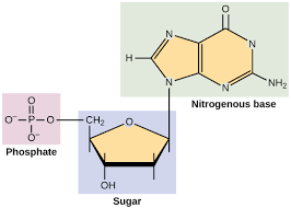 <p>5 carbon-sugar, nitrogen base, Phosphate group</p>