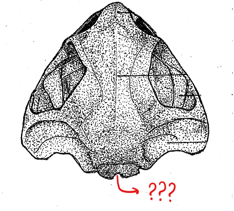 <p>located on the skull (dorsal view); a large opening at the posterior end of the skull for the passage of the spinal cord</p>