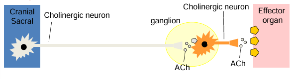 <p>pre ganglionic nerves originate from cranial (X-vagus nerve) and sacral (lower spinal cord) regions of spinal cord</p><p>pre ganglionic nerves are long</p><p>pre ganglionic nerves release ACh and nicotinic receptors</p><p>post ganglionic nerves are short</p><p>post ganglionic nerves release ACh and muscarinic receptors</p>