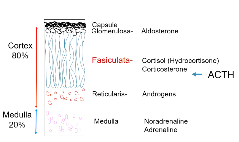 <ul><li><p><strong>Glucocorticoids</strong></p><ul><li><p>Cortisol </p></li><li><p>Corticosterone</p></li></ul></li><li><p><strong>Mineralocorticoids</strong></p><ul><li><p>Noradrenaline </p></li><li><p>Adrenaline</p></li></ul></li></ul><p></p><p>Formed in different parts of the adrenal glands…</p><ul><li><p>Glucocorticoids = <strong>cortex</strong></p></li><li><p>Mineralocorticoids = <strong>medulla</strong></p></li></ul><p></p>