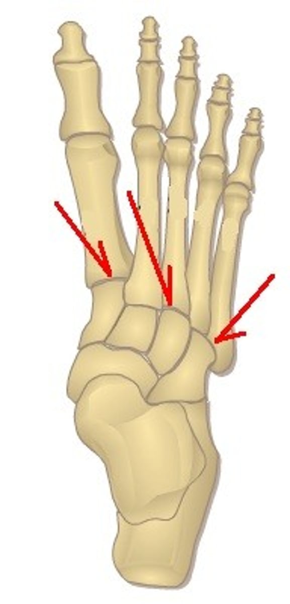 <p>Connects the tarsal bones to the metatarsal bones</p>