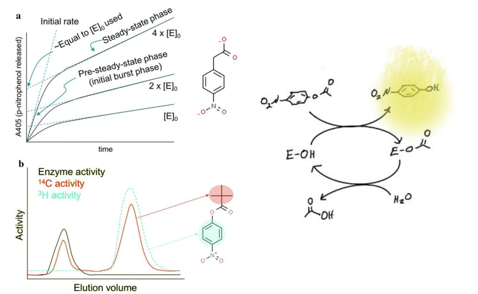 <p>This data suggests that the enzyme is first converted to some other form (think ping-pong mechanism) then when all enzyme is in this new form, we start to see the __.</p>