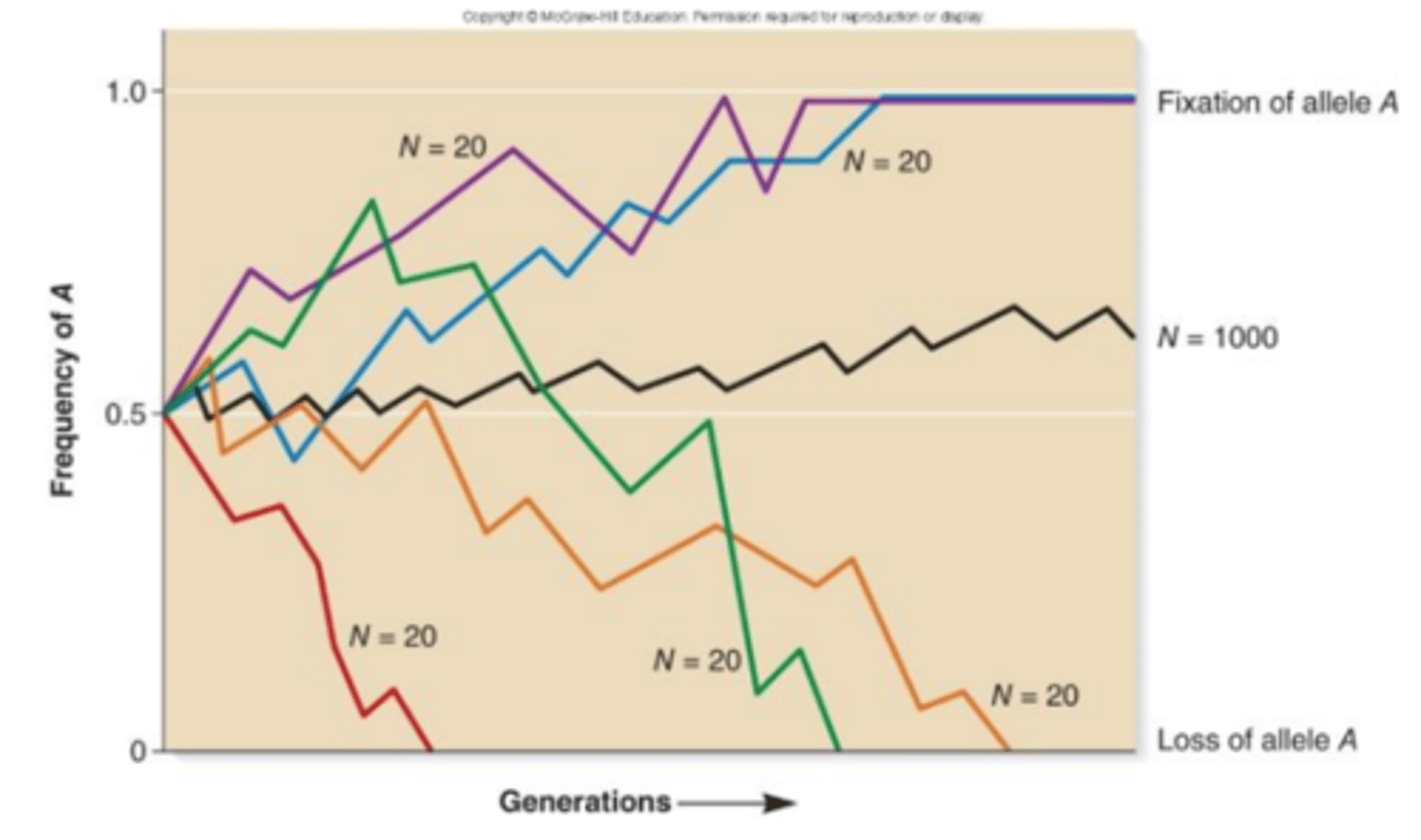 <p>1) Changes in allele frequency due to random chance.</p><p>2) Can lead to loss of an allele from a population or fixation of an allele at 100% in a population.</p><p>3) the population size and initial allele frequencies.</p><p>4) small populations.</p>
