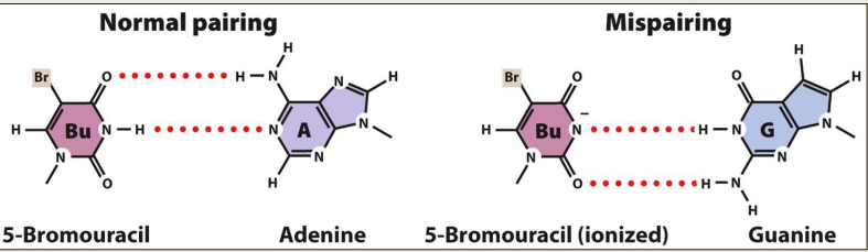 Mutagens- chemicals that can cause mutations in DNA
- Base analogs-chemicals with structures similar to nucleotides. If present, DNA polymerase can't distinguish them and will incorporate in DNA 
-- Ex. 5-Bromouracil
- Can measure rate of replication 