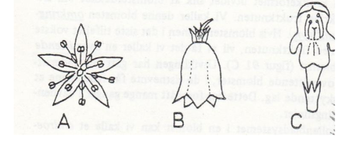 <p>Frie kronblad:</p><p>Hvert kronblad er adskilt og fritt fra de andre.</p><p>Gir ofte blomsten et enkelt, åpent utseende.</p><p>Vanlig hos mer primitive blomster.</p><p>Kronen er vanligvis radiærsymmetrisk (alle kronblad like).</p><p></p><p>Sammenvokste kronblad, radiærsymmetriske krone:</p><p>Kronbladene er sammenvokst helt eller delvis, og danner et rør eller trakt.</p><p>Blomsten har radiærsymmetri – ser lik ut fra alle sider.</p><p>Typisk for blomster tilpasset generell insektpollinering (f.eks. bier, flue</p><p></p><p>Sammenvokste kronblad, ensymmetrisk krone:</p><p>Kronbladene er sammenvokste, men blomsten er ensymmetrisk (zygomorf) – altså bare symmetrisk i én retning.</p><p>Gir en uregelmessig, leppeformet eller sommerfuglformet blomst.</p><p>Tilpasset spesialiserte pollinatorer (f.eks. bier eller sommerfugler).</p><p></p>