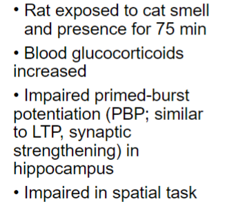 <ul><li><p>rat exposed to cat smell for 75min </p></li><li><p>blood glucocorticoids increased</p></li><li><p>impaired primed-burst potentiation (PBP) in hippocampus</p></li><li><p>impaired in spatial task</p></li></ul>