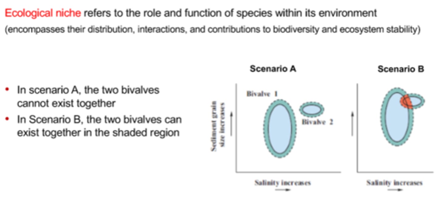 <p>- Each species has a range of environemntal factors that control where it can survive</p><p>- A niche is the position of the species within an ecosystem, describing the persistence (???) and role</p><p>- Niche depend on both abiotic and biotic factors</p><p>- Biotic: living things within the system, including the presnce of predators and prey</p><p>- Abiotic: physical properities of the enviornment (temperature, salinity, light, etc.)</p><p>- Ecological niche refers to the role and function of species within its environemnt</p><p>- An ecologicla niche encompasses an organism's distribution, interactions, contirbutions to biodiversity, and contributions to ecosystem stability</p><p>- Organisms with some overlap in their niches can coexist within the same place/habitat, but may have to compete with each other for resources</p><p>- Organisms with the exact same ecological niche cannot coexist within the same place/habitat, as competition will eventually drive one species to extinction </p>